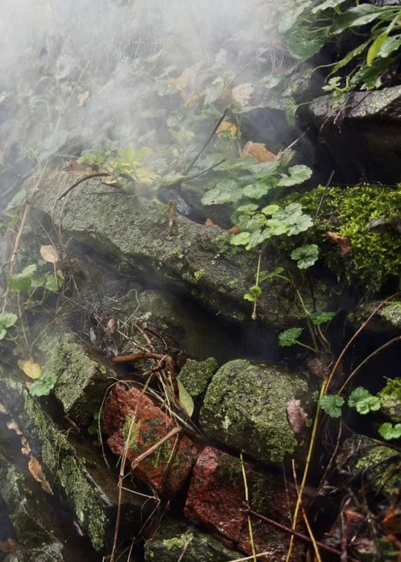 Misty forest scene with moss-covered rocks and green foliage