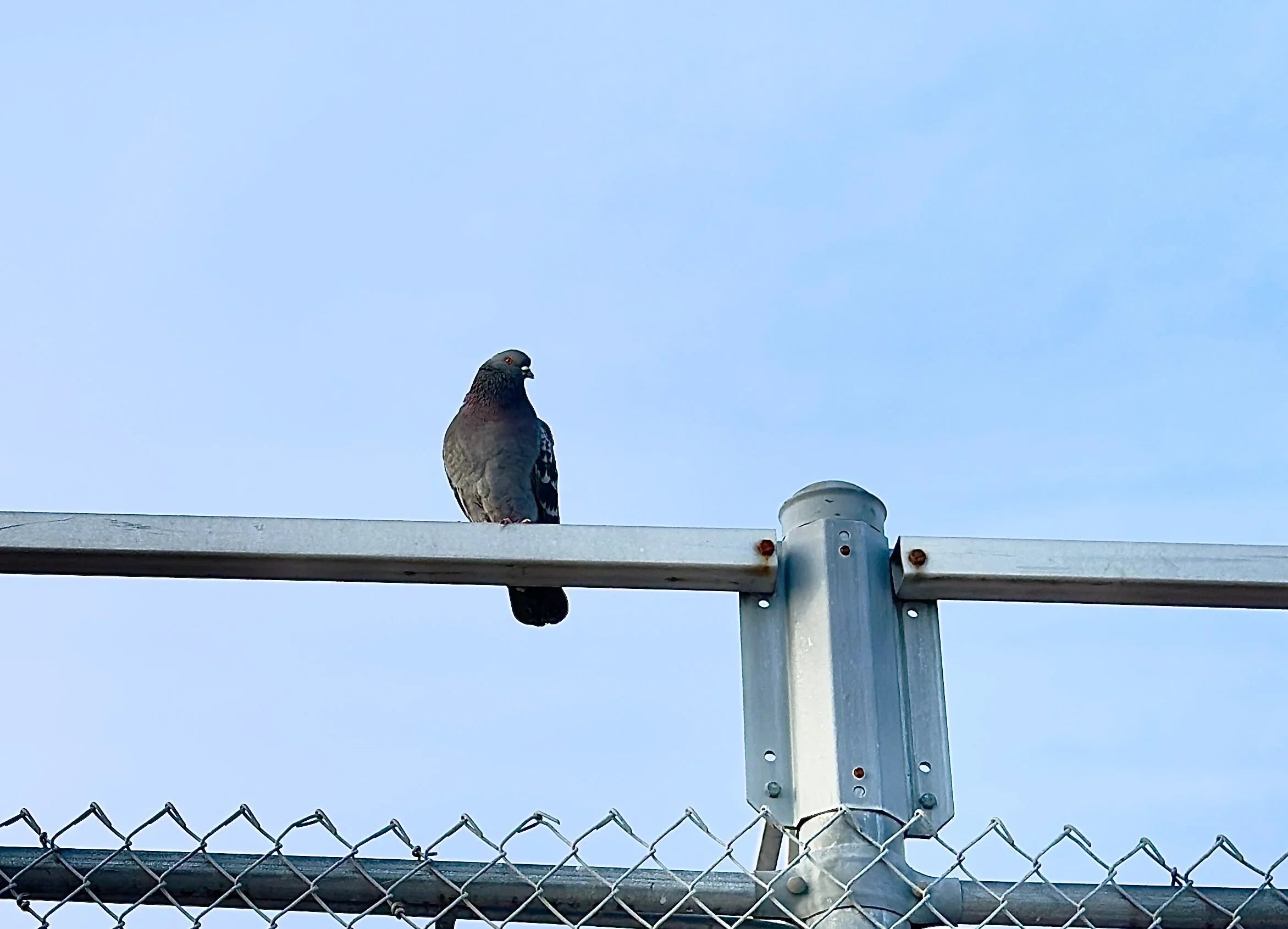Picture of a pigeon on a metal fence