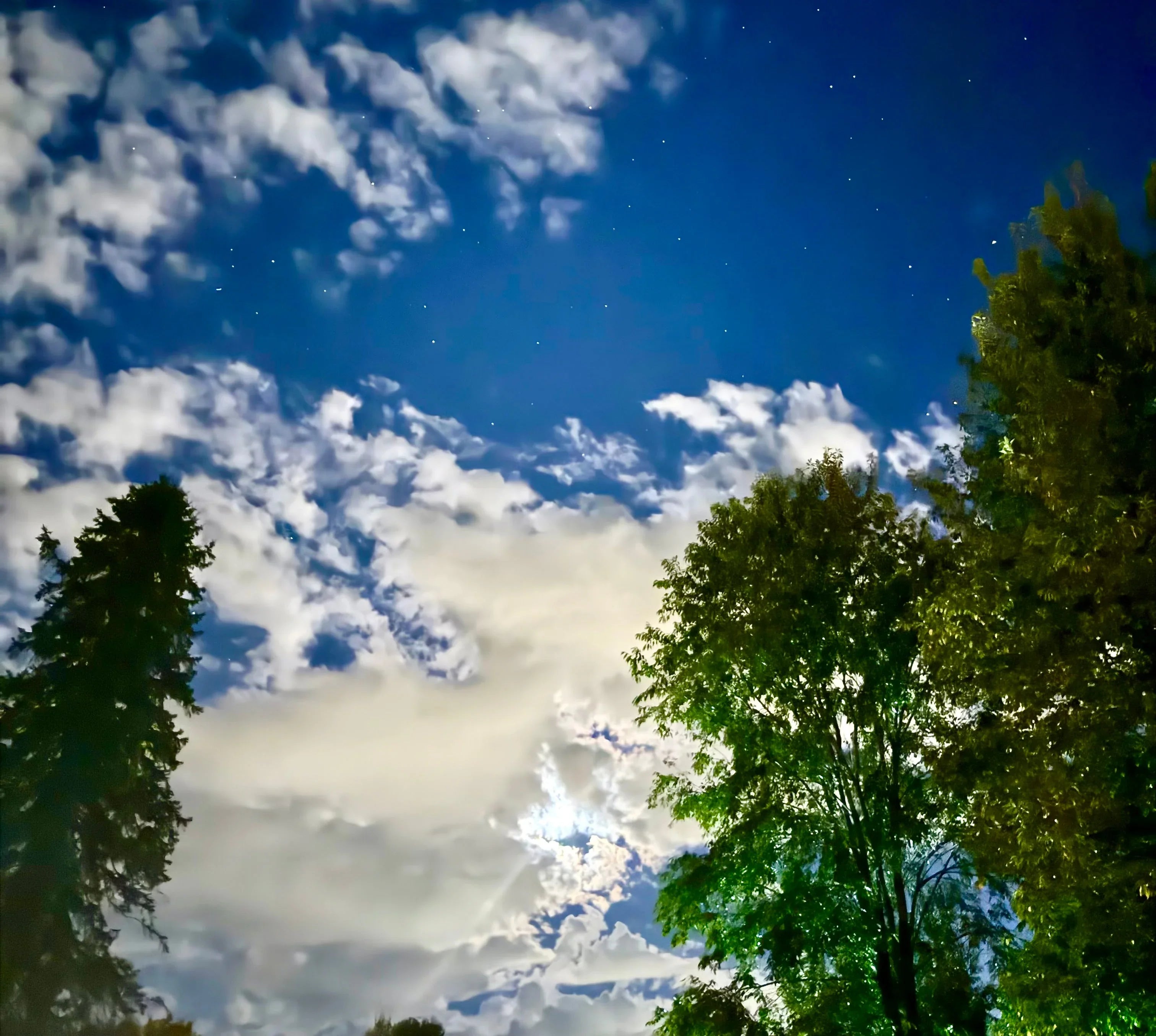 Cover photo for Sky Chasers showing a blue sky, clouds and tree tops