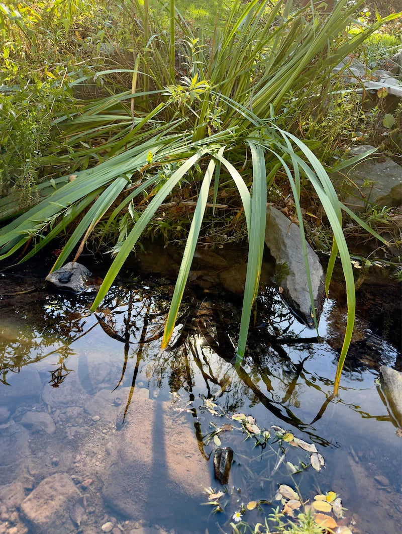 Photo of a plant hanging over a stream