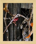Framed nature photo of dried vines and weathered wood, rustic autumn print with USA-made frame