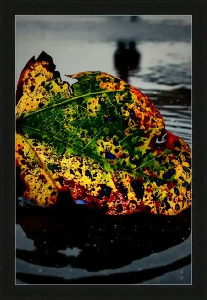 Colorful autumn leaf with green, yellow, red hues on wet surface, blurred background