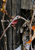 Dried vines and autumn leaves clinging to weathered wooden fence, natural texture photography