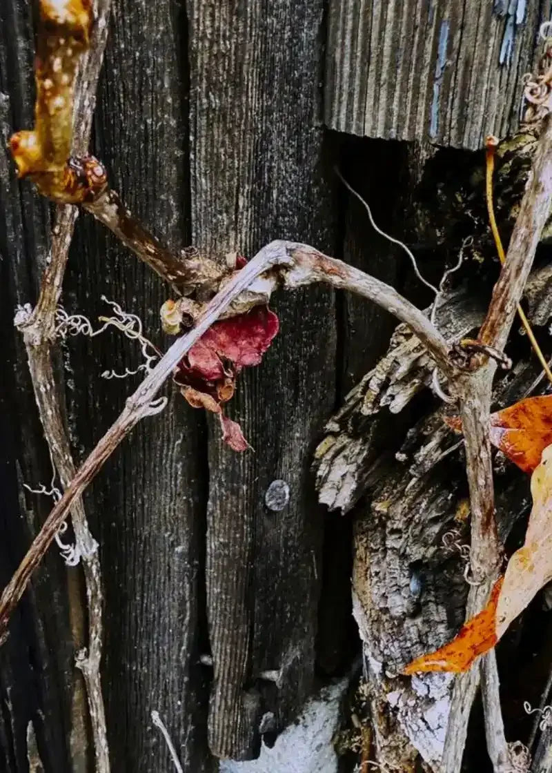 Dried vines and autumn leaves clinging to weathered wooden fence, natural texture photography