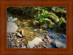 Framed nature photo of clear stream with mossy rocks and green plants, natural world artwork print