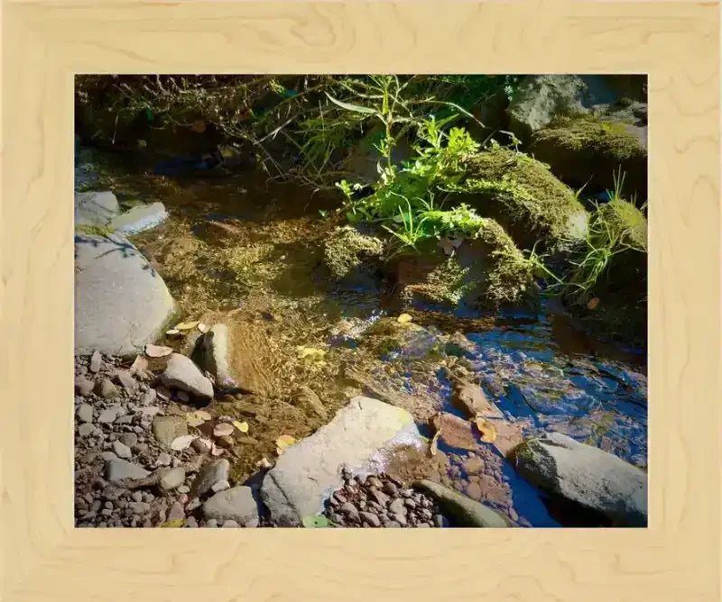 Framed nature photo of a clear stream with mossy rocks and green plants, natural world artwork