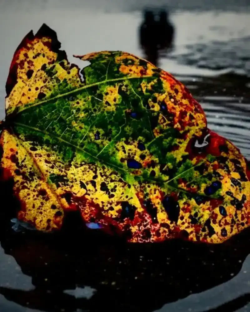Colorful autumn leaf with green, yellow, red spots floating on water, blurred figures in background
