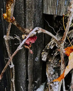 Dried autumn vines and leaves clinging to weathered wooden fence, rustic nature photography