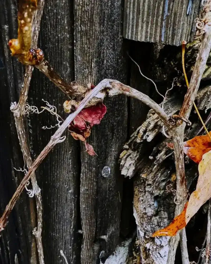 Dried autumn vines and leaves clinging to weathered wooden fence, rustic nature photography