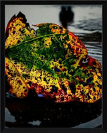 Vibrant autumn leaf with green, yellow, red hues and blue spots, resting on wet surface near water