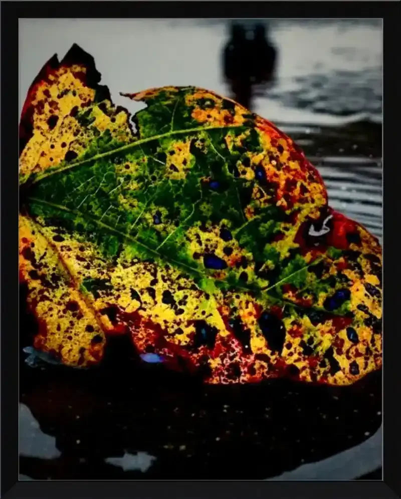 Vibrant autumn leaf with green, yellow, red hues and blue spots, resting on wet surface near water