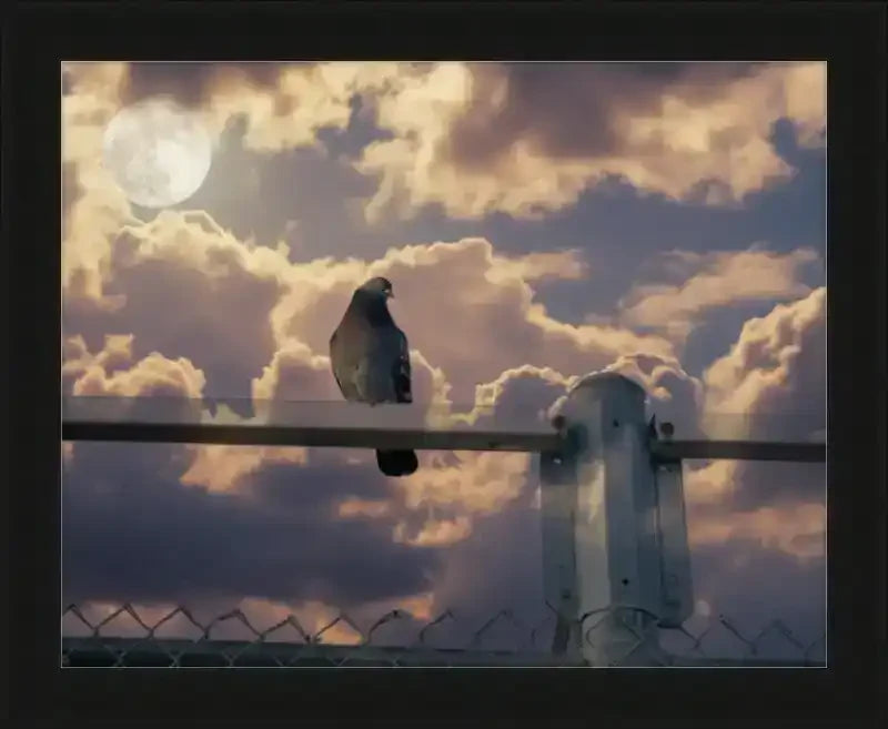 Pigeon perched on fence post under full moon with dramatic clouds, framed print