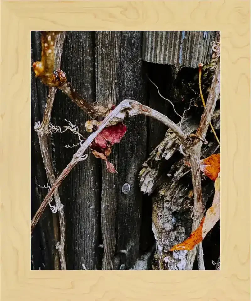 Framed nature photo of dried vines and weathered wood, rustic autumn detail