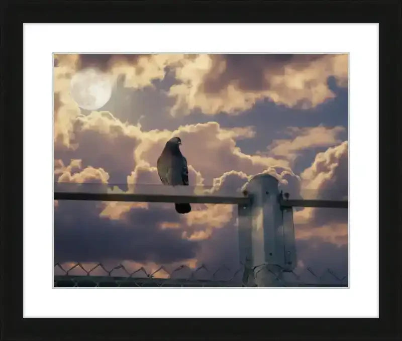 Pigeon perched on fence under full moon, dramatic sky, framed print