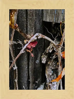 Framed nature photo of dried vines and weathered wood, rustic autumn texture