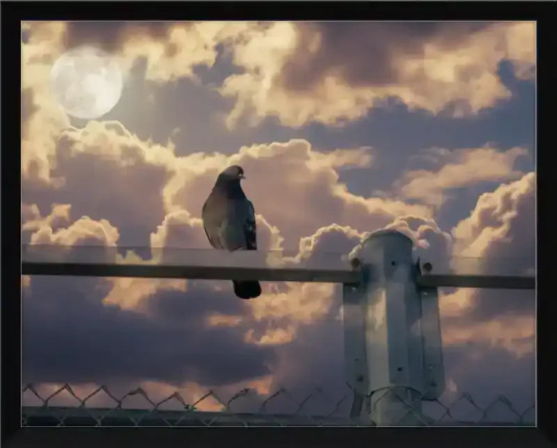 Pigeon perched on fence post against cloudy sky with full moon, framed print