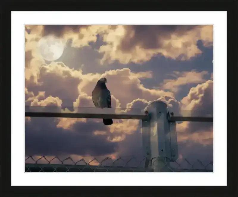 Pigeon perched on fence under full moon, dramatic cloudy sky — framed nature print