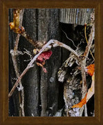 Framed nature photo of dried vines and autumn leaves on weathered wood, rustic wall art print