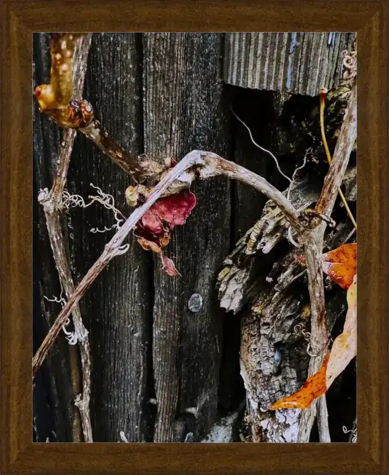 Framed nature photo of dried vines and autumn leaves on weathered wood, rustic wall art print