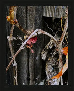 Dried vine with red leaf clinging to weathered wooden fence, rustic nature photography print