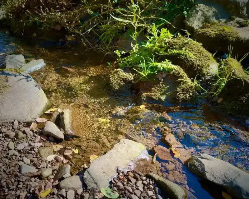 Clear stream flowing over rocks and pebbles with mossy banks and fallen leaves, natural outdoor scene
