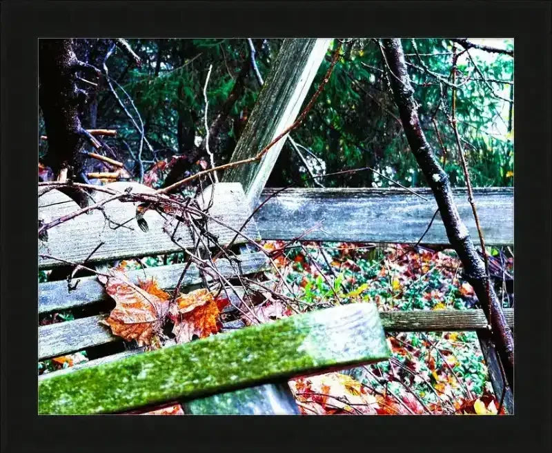 Weathered wooden bench in autumn forest with fallen leaves and moss, framed print