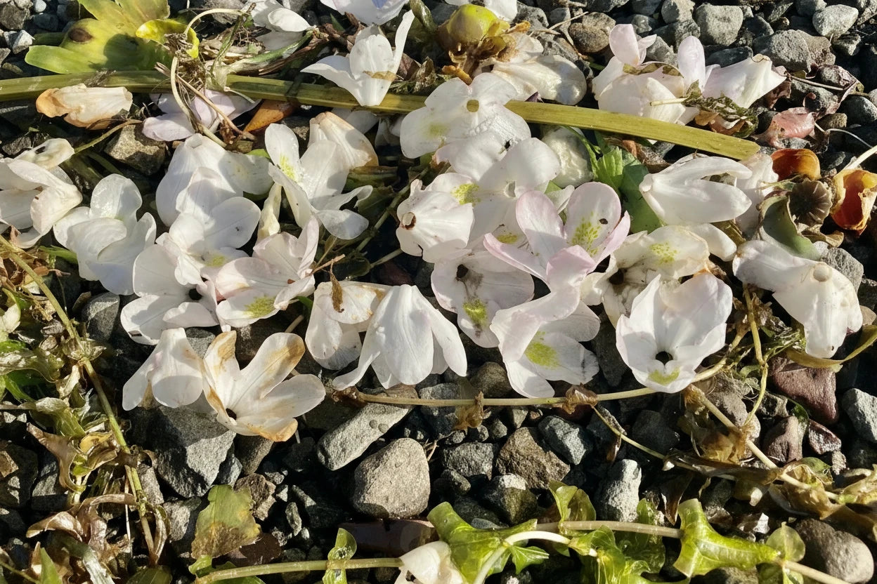 White flowers and green leaves on a gravel surface