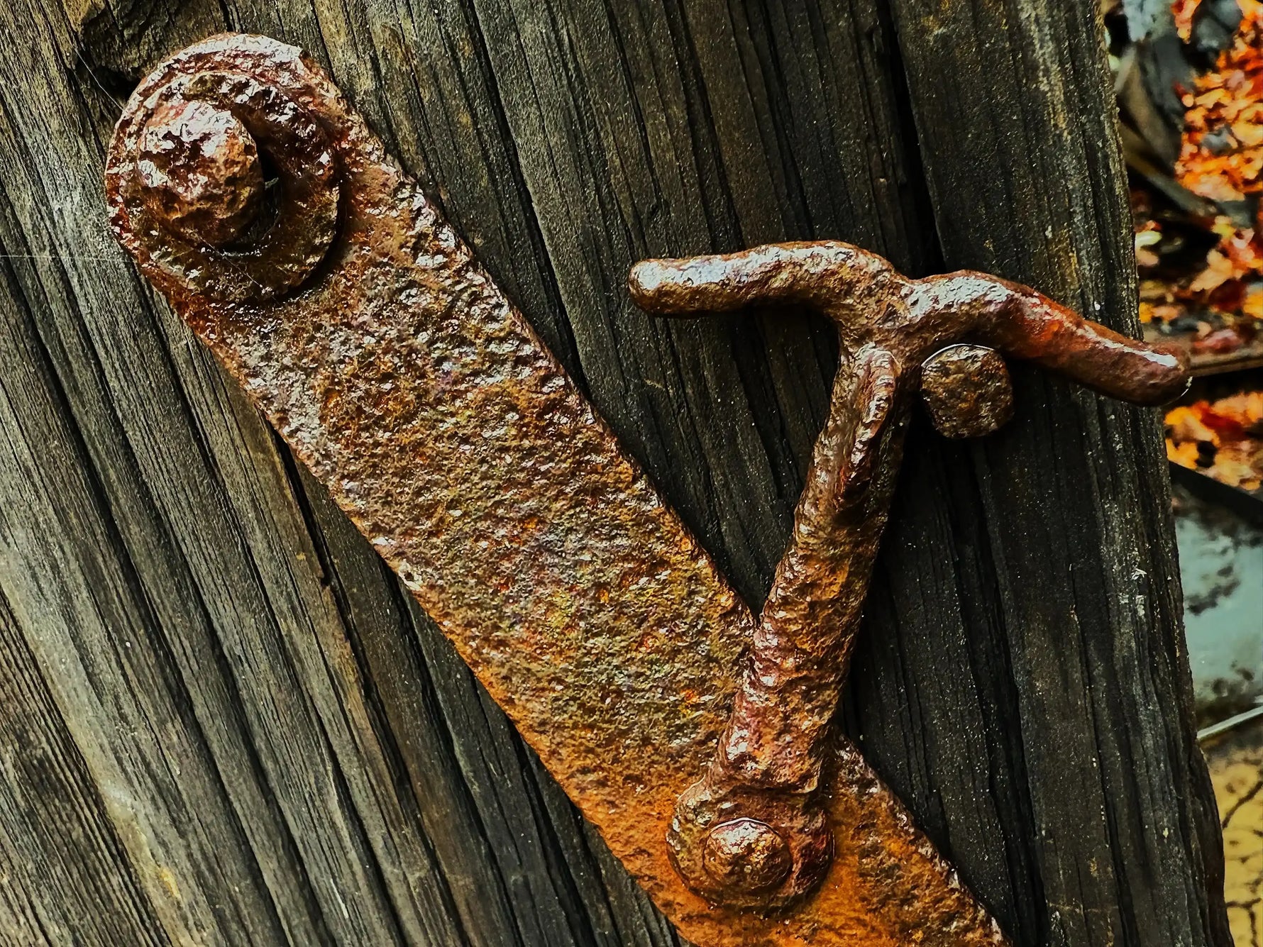Rusty antique iron latch on weathered wooden door, autumn leaves visible