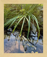 Framed nature photo of tall grasses reflecting in a calm stream with rocks, natural world artwork