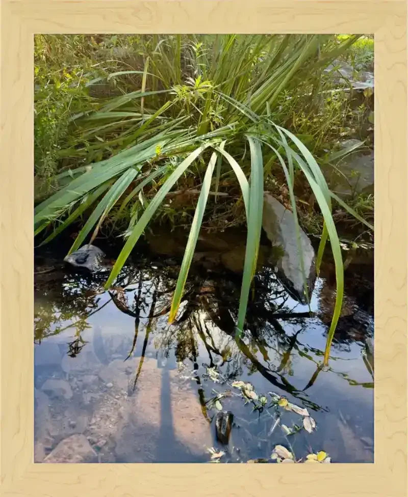 Framed nature photo of tall grasses reflecting in a calm stream with rocks, natural world artwork
