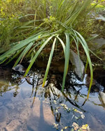 Lush green reeds by a clear stream with stone banks and leaf reflections, natural world photography