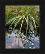 Framed nature photo of tall green grasses reflecting in calm stream water, natural world print