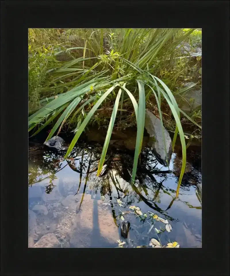 Framed nature photo of tall green grasses reflecting in calm stream water, natural world print