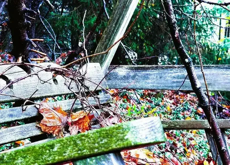 Weathered wooden bench in autumn forest with fallen leaves and moss, nature photography print