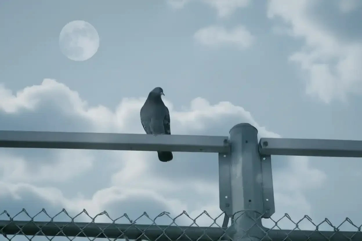 Pigeon perched on a metal fence post against a clear blue sky