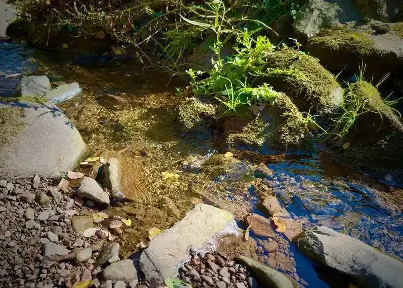 Clear stream flowing over rocks with moss and green plants, natural outdoor scene