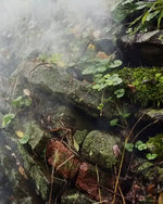 Misty mossy stone wall with green foliage and fog, natural world photography print