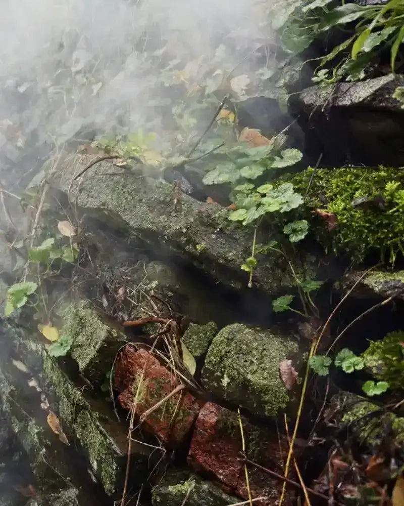 Misty mossy stone wall with green foliage and fog, natural world photography print