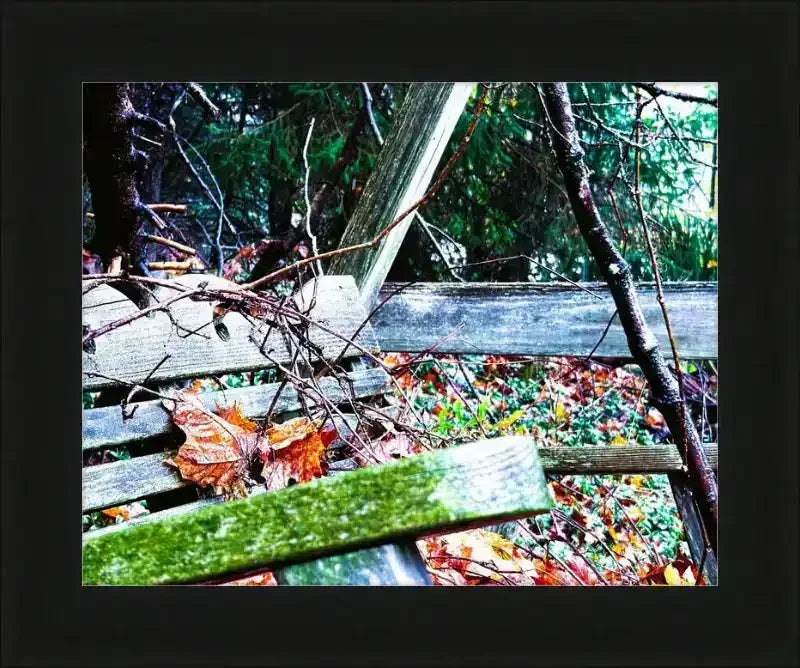 Weathered wooden bench in autumn forest with fallen leaves and moss, framed print