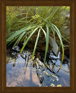 Framed nature print of green reeds reflecting in calm pond water, natural world photography