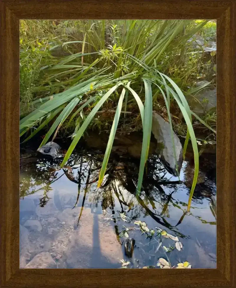 Framed nature print of green reeds reflecting in calm pond water, natural world photography
