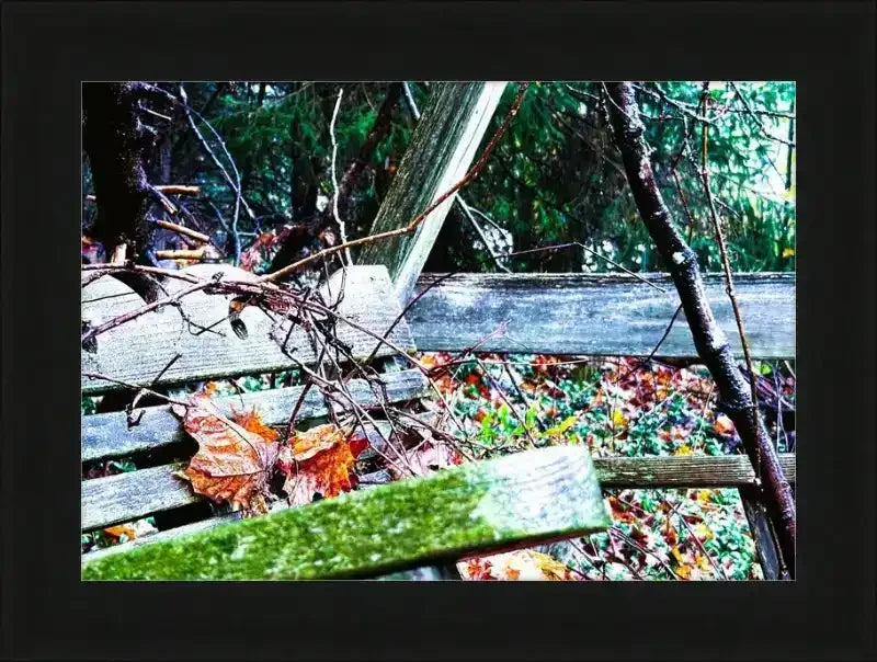 Weathered wooden bench in forest with autumn leaves, moss, and vines — nature photography print
