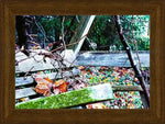 Framed print of weathered wooden bench in forest with fallen leaves, moss, and branches