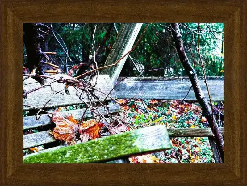 Framed print of weathered wooden bench in forest with fallen leaves, moss, and branches