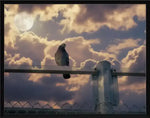 Pigeon perched on fence under full moon, dramatic cloudy sky, framed wall art print
