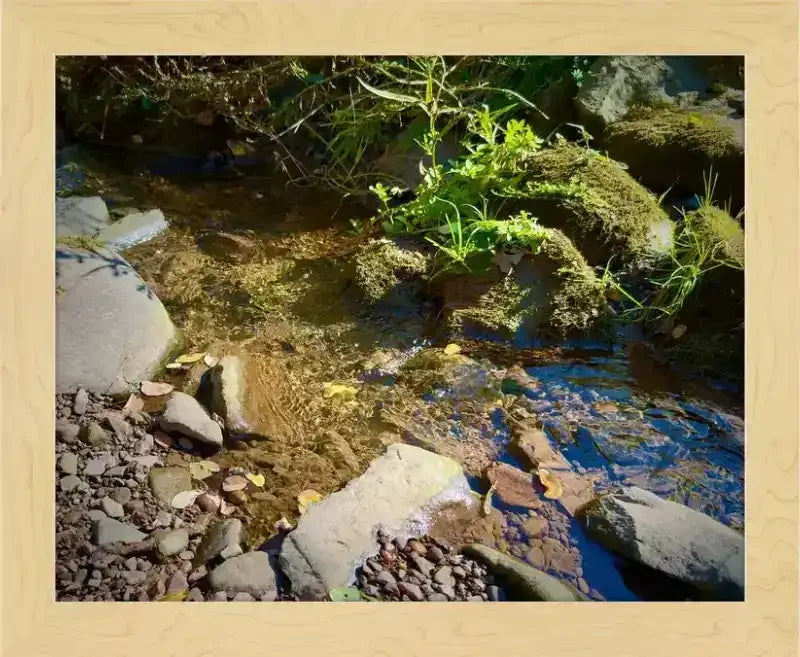 Framed nature photo of a clear stream with mossy rocks, fallen leaves, and sunlight filtering through trees.