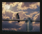 Pigeon perched on fence under full moon, dramatic cloudy sky — framed nature photography print
