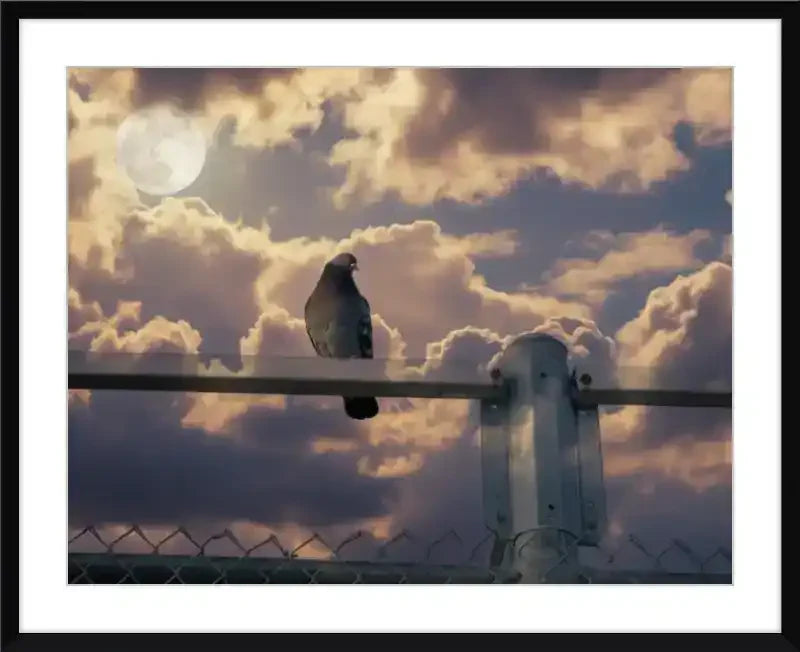 Pigeon perched on fence against cloudy sky with full moon, framed print