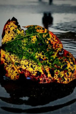 Colorful autumn leaf floating on water, vibrant green yellow red hues with raindrops, nature photography print
