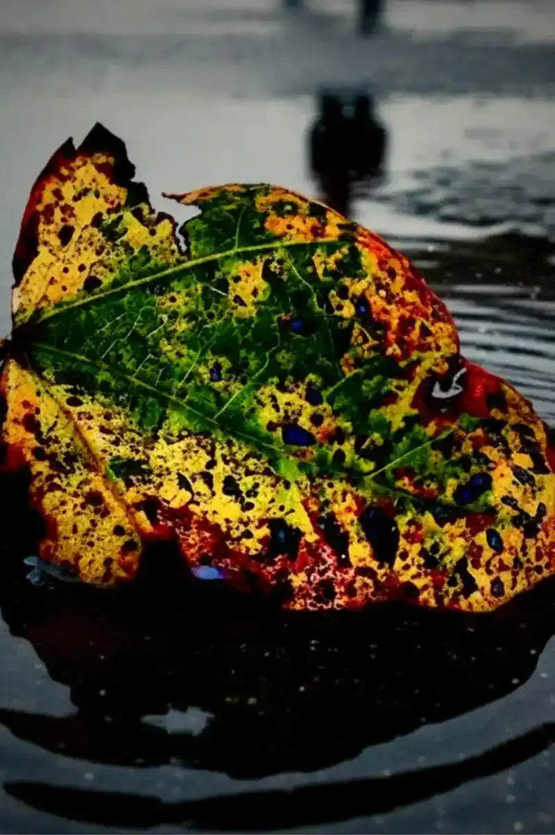Colorful autumn leaf floating on water, vibrant green yellow red hues with raindrops, nature photography print